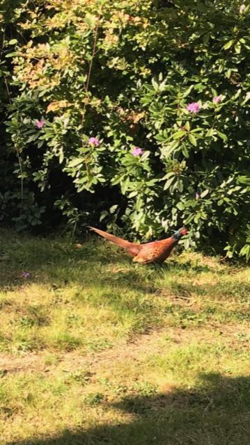 Riverside Stay Gunnislake Zewnętrze zdjęcie